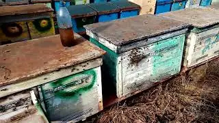 Зимний облёт пчёл) 🐝