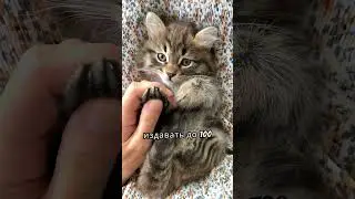 Коты и кошки 
