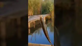 плотва ❤️ #fishing #карп #carpfish #карась #щука #fish #рыбалка #freshwaterfish #рыба #рыболовная
