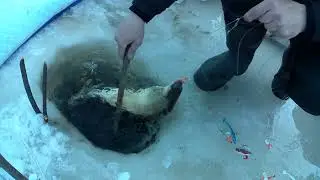 рыбалка на амуре 17.03.24