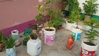 #all #real #plants #plant #plantsvszombies