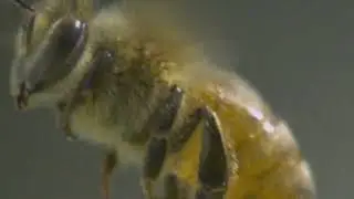 Bonjour les abeilles | Musique Ia #musique #ia