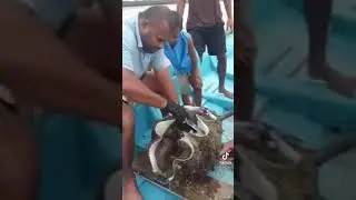 огромная мидия