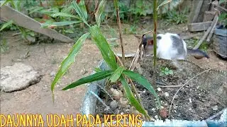 PANEN JAHE BARENG CEMIL DIKEBUN SENDIRI