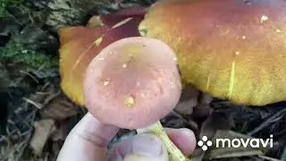#буковина #mushroom #гриби 🍄‍🟫 Що це за гриби???