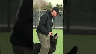 Here's what NOT to do while handling your dog
