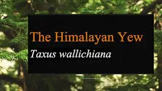 Taxus wallichiana: The Himalayan tree behind TAXOL.