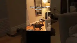 Mario Kart Chasing The Cat 