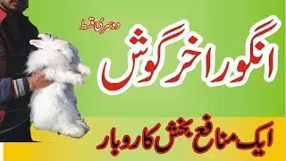 Biggest Fancy rabbit farm in Pakistan ||Fancy rabbits for wool and meat||English Angora Rabbits