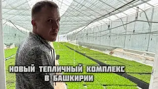 После тюльпанов гортензия и рассада. Обзор тепличного комплекса в Башкирии