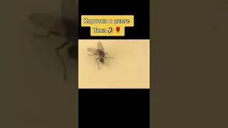 Ульта тика🤣