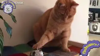 Кот Звонит В Звонок