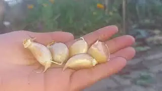 Ce să nu faceți când plantați usturoiul de toamnă !