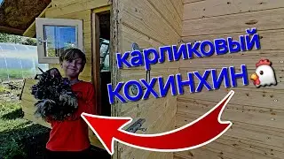 Построили бюджетный курятник и завели редких курочек)