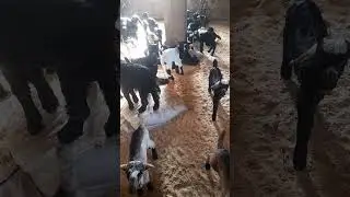 MAŞALLAH DE:)
