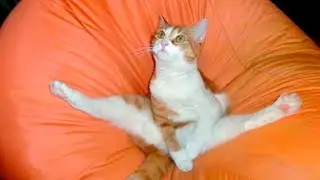 СМЕШНЫЕ КОТЫ И КОШКИ супер подборка приколов про котов