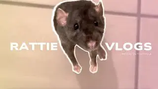 Rats enjoy their dinner + Free roam | Rattie Vlogs
