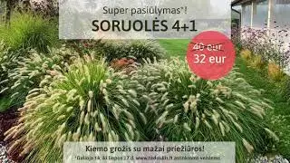 Soruolės - kiemo puošmena. Super pasiūlymas 4+1! Tik iki liepos 17 d.
