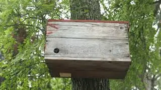 Swarm season is upon us! Prepare Swarm Traps