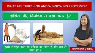 What are Threshing And Winnowing Processes?  What is the difference between threshing and winnowing