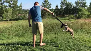 Flying Boston Terrier