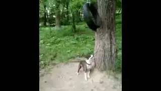 Стафф