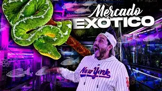 El MERCADO de PECES MÁS EXÓTICO en la CDMX / Venden MANTARAYAS 🦑🐙🪼🐠
