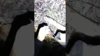 Нюансы при охоте на щуку 