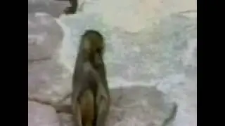 Miror