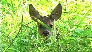 Новорождённый оленёнок прячется в траве || Newborn baby red deer hiding in the grass