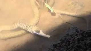 Snake eating life fish