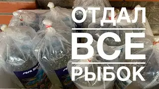 Аквариумная рыбка в Латвии