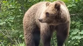 шоссе Трансфэгэраш, Румыния