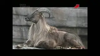 Эдуард Бендерский. Горная охота. Непал (часть 2). Гималайский тар. 2014