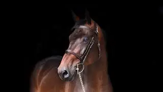 Delancio z