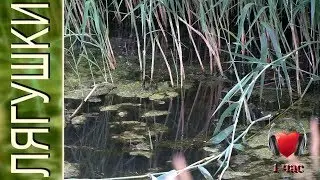 Croaking of frogs 🐸 Nature sounds 🐸 1 hour