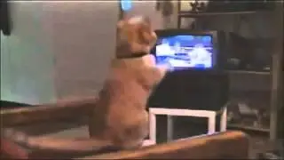 Cats+Water5