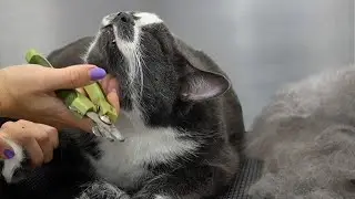 This Bowling Ball Of A Cat Really Knows How To Enjoy A Spa Day 😍