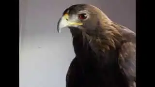 Gus the Golden Eagle