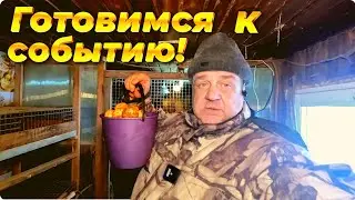 Какие гнезда лучше для хозяина кур.
