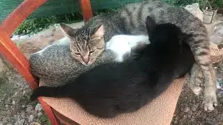 Любовь котов)