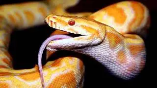 Free sound effect Snake hiss sound effect, Snake Hiss Python Hiss SOUND EFFECT