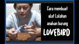 Cara membuat Alat lolohan anakan burung lovebird