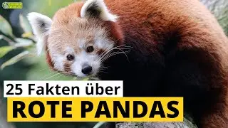 25 Steckbrief-Fakten über Rote Pandas - Kleine Pandas  - Doku-Wissen über Tiere - für Kinder