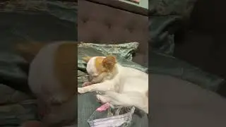 #чихуахуа #чихуавдоме