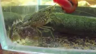 Aquarium. Cancer. Cancer birth.