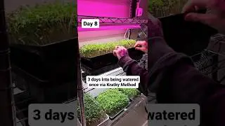 P3 Mini Kratky Method Test: Grow Broccoli Microgreens with Little Electricity! 🌱💧 Silicone Medium
