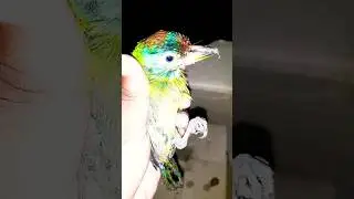 injurious Bird recovery #bird #helping #cuteanimals #cutebirds #shorts