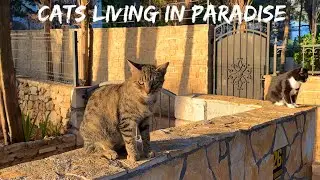 It’s Good to be a Cat in Bol, Croatia