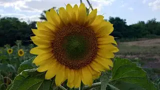 Новый взгляд на пчеловодство в сложившихся условиях 🤔